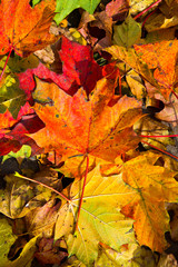 Naklejka na ściany i meble colorful maple leaves