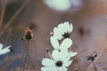 White tender flowers