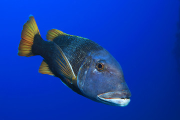 Emperor fish