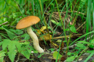 Съедобный гриб который растёт в лесу. Осенний лес. Урожай грибов. Edible fungi which grows in the wood. Autumn wood. Crop of mushrooms 