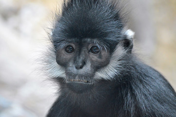 Fototapeta premium Francois Langur Monkey