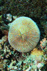 Common mushroom coral