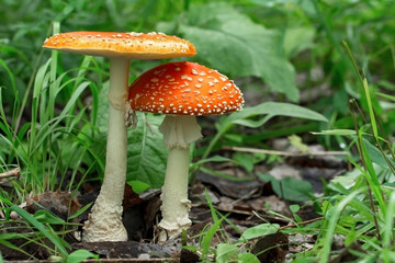 Красивый красный мухомор. Ядовитый гриб. Поганка. Beautiful red fly agaric. Poisonous mushroom. Toadstool 