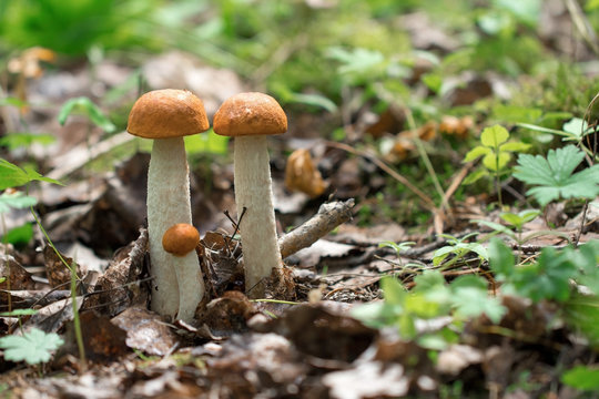 Съедобный гриб который растёт в лесу. Осенний лес. Урожай грибов. Edible fungi which grows in the wood. Autumn wood. Crop of mushrooms