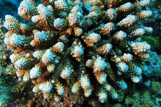 Coral structure
