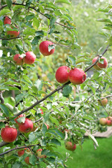 Red apples on a tree