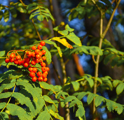 Bush with red forest berries close-up
