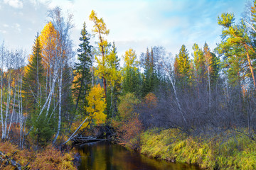 A small river flows in the forest in the middle of the marshes. Alaska.
