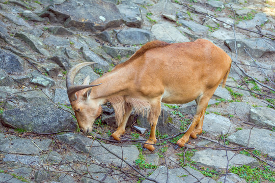 Barbary sheep or waddan – mountain goat standing on the rock, eating grass