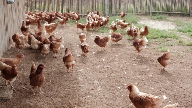 Domestic chicken coop for egg production. hen house. Livestock farm. bird poultry cage.