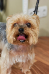 Face of york terrier macro. Funny dog, tongue sticking out.