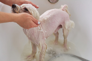 Female hands washing cute dog. White maltese taking bath. Dog hygiene basics.