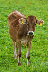 Naklejka na ściany i meble Cow in the Pasture