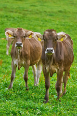 Naklejka na ściany i meble Cows in the Pasture
