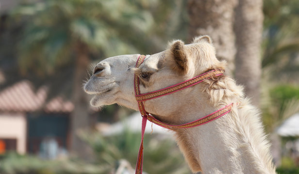 Head of a camel  in Dubai