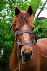 Obraz premium Portrait of a brown hourse