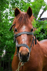 Obraz premium Portrait of a brown hourse