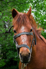 Obraz premium Portrait of a brown hourse