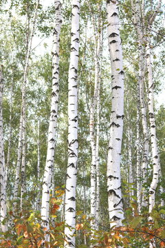 Fototapeta Beautiful birches in forest in early autumn