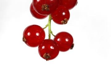 Red Currants