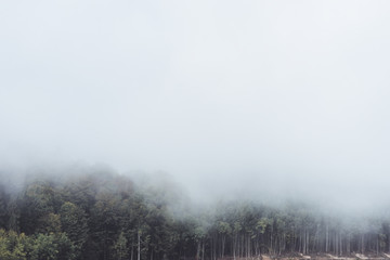 Fototapeta na wymiar Nebel im Wald