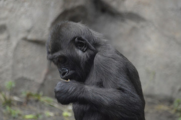 Obraz premium Baby gorilla