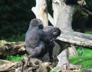 western lowland gorilla (Gorilla gorilla gorilla)