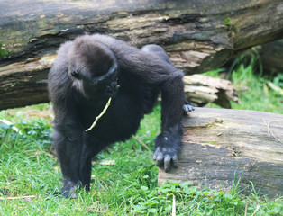 western lowland gorilla (Gorilla gorilla gorilla)