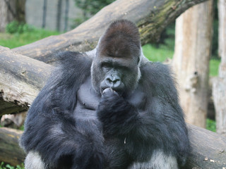western lowland gorilla (Gorilla gorilla gorilla)