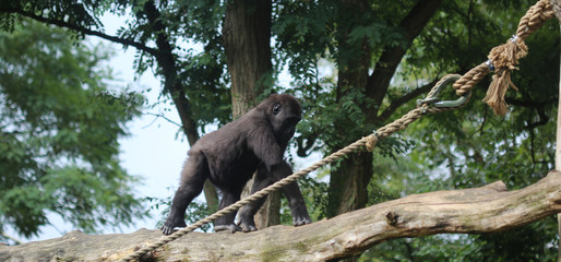 western lowland gorilla (Gorilla gorilla gorilla)