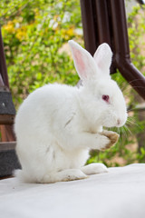 Cute white rabbit looks at you