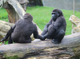 western lowland gorilla (Gorilla gorilla gorilla)