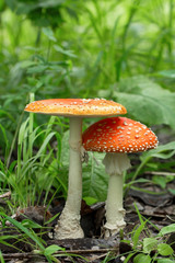 Красивый красный мухомор. Ядовитый гриб. Поганка. Beautiful red fly agaric. Poisonous mushroom. Toadstool 