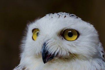 The owl has yellow eyes and a white body with brown spots and open mouth for food.