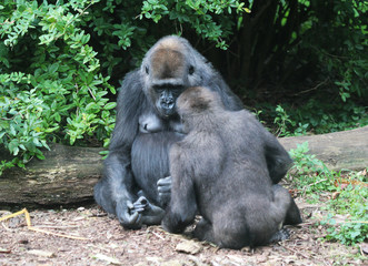 Naklejka premium western lowland gorilla (Gorilla gorilla gorilla)