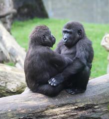 western lowland gorilla (Gorilla gorilla gorilla) © Michael Meijer