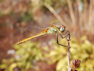 libellula