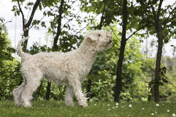 Fototapeta premium Happy dog
