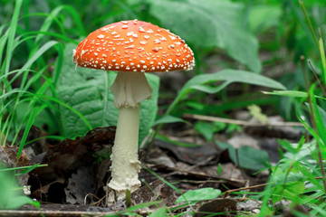 Красивый красный мухомор. Ядовитый гриб. Поганка. Beautiful red fly agaric. Poisonous mushroom. Toadstool 