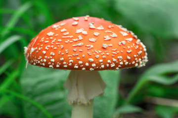 Красивый красный мухомор. Ядовитый гриб. Поганка. Beautiful red fly agaric. Poisonous mushroom. Toadstool 
