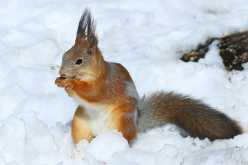 Naklejka na ściany i meble Sciurus vulgaris. Red squirrel in winter in the Siberian taiga