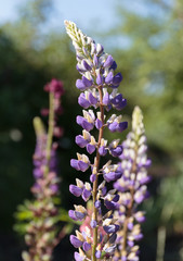 Obraz premium Spikes of purple wildflowers vicia cracca