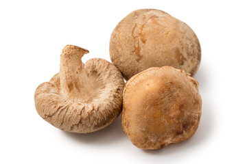 Shiitake