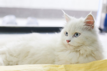 white persian cat is lying with yellow chamois cloth on the floor look at left side