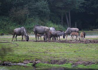 Fototapeta premium Eastern white-bearded wildebeest (Connochaetes taurinus albojubatus )