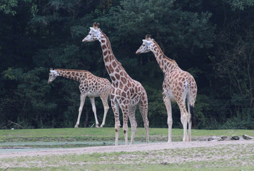 Rothschild's giraffe (Giraffa camelopardalis rothschildi)