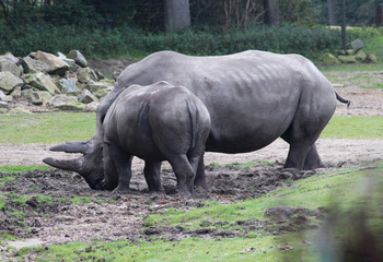 Obraz premium white rhinoceros