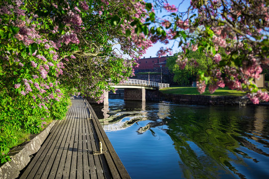 Siren is blooming violet in Suomenlinna Unesco Words Heritage