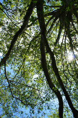 Fototapeta premium Crown of platan tree with sunlight and blue sky