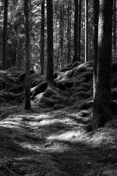 Dark nordic forest near Helsinki Finland